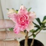 Planta Dobrada 3056 – 30cm – 02 anos