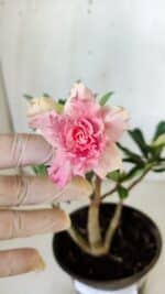 Planta Dobrada 3056 – 30cm – 02 anos