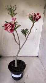 Planta Dobrada 3057 – 30cm – 02 anos - Imagem 2