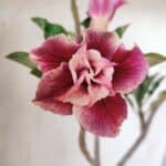 Planta Dobrada 3057 – 30cm – 02 anos