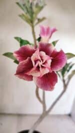 Planta Dobrada 3057 – 30cm – 02 anos