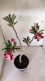 Planta Dobrada 3057 – 30cm – 02 anos - Imagem 5