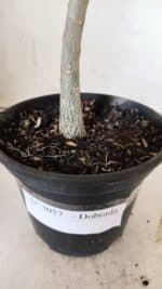 Planta Dobrada 3057 – 30cm – 02 anos - Imagem 7