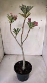 Planta Dobrada 3057 – 30cm – 02 anos - Imagem 6