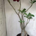 Planta Dobrada 3058 – 60cm – 05 anos