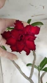 Planta Dobrada 3058 – 60cm – 05 anos - Imagem 3