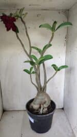 Planta Dobrada 3058 – 60cm – 05 anos - Imagem 7