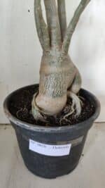 Planta Dobrada 3058 – 60cm – 05 anos - Imagem 4