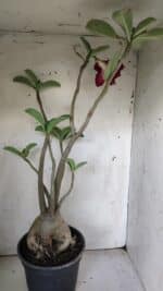 Planta Dobrada 3058 – 60cm – 05 anos - Imagem 6