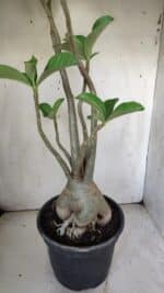 Planta Dobrada 3058 – 60cm – 05 anos - Imagem 5