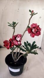 Planta Dobrada 3059 – 30cm – 02 anos - Imagem 2