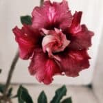 Planta Dobrada 3059 – 30cm – 02 anos