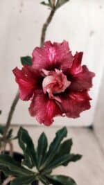 Planta Dobrada 3059 – 30cm – 02 anos