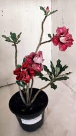 Planta Dobrada 3059 – 30cm – 02 anos - Imagem 7