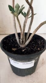 Planta Dobrada 3059 – 30cm – 02 anos - Imagem 6