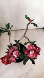 Planta Dobrada 3059 – 30cm – 02 anos - Imagem 4