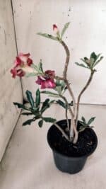 Planta Dobrada 3059 – 30cm – 02 anos - Imagem 5