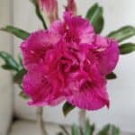 Planta Dobrada 3060 – 35cm – 03 anos