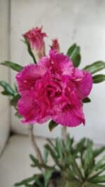 Planta Dobrada 3060 – 35cm – 03 anos