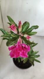 Planta Dobrada 3060 – 35cm – 03 anos - Imagem 4