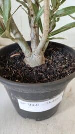 Planta Dobrada 3060 – 35cm – 03 anos - Imagem 7