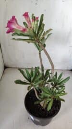 Planta Dobrada 3060 – 35cm – 03 anos - Imagem 6