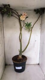 Planta Dobrada 3061 – 60cm – 04 anos - Imagem 2