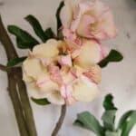 Planta Dobrada 3061 – 60cm – 04 anos