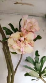 Planta Dobrada 3061 – 60cm – 04 anos