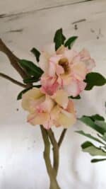 Planta Dobrada 3061 – 60cm – 04 anos - Imagem 4