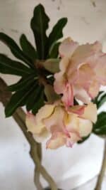 Planta Dobrada 3061 – 60cm – 04 anos - Imagem 5