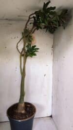 Planta Dobrada 3061 – 60cm – 04 anos - Imagem 8