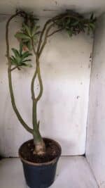 Planta Dobrada 3061 – 60cm – 04 anos - Imagem 7