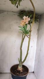 Planta Dobrada 3061 – 60cm – 04 anos - Imagem 6