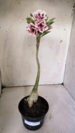 Planta Dobrada 3062 – 35cm – 03 anos - Imagem 2