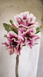 Planta Dobrada 3062 – 35cm – 03 anos - Imagem 5