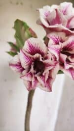 Planta Dobrada 3062 – 35cm – 03 anos - Imagem 3