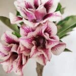 Planta Dobrada 3062 – 35cm – 03 anos