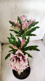 Planta Dobrada 3062 – 35cm – 03 anos - Imagem 6
