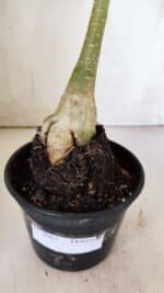 Planta Dobrada 3062 – 35cm – 03 anos - Imagem 8