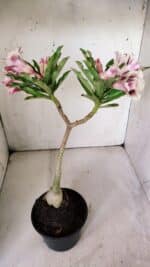 Planta Dobrada 3062 – 35cm – 03 anos - Imagem 10