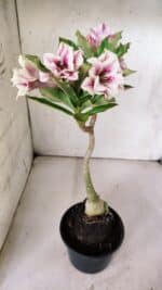 Planta Dobrada 3062 – 35cm – 03 anos - Imagem 7