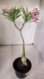 Planta Dobrada 3062 – 35cm – 03 anos - Imagem 9