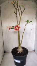 Planta Dobrada 3063 – 50cm – 04 anos - Imagem 2