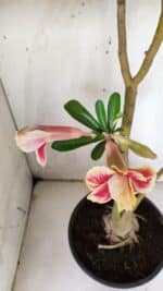 Planta Dobrada 3063 – 50cm – 04 anos - Imagem 4