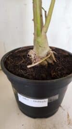 Planta Dobrada 3063 – 50cm – 04 anos - Imagem 8