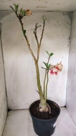 Planta Dobrada 3063 – 50cm – 04 anos - Imagem 7