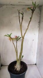 Planta Dobrada 3063 – 50cm – 04 anos - Imagem 6