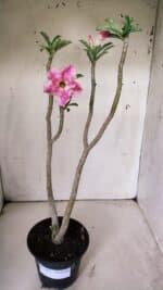 Planta Dobrada 3064 – 30cm – 02 anos - Imagem 2