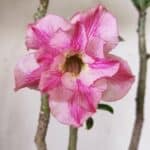 Planta Dobrada 3064 – 30cm – 02 anos